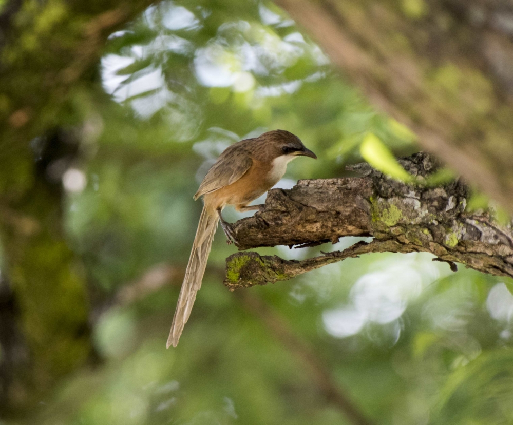 birds-in-myanmar